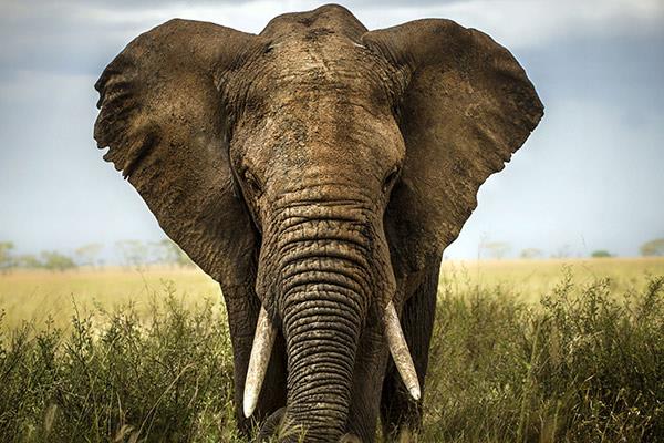 آفریقای جنوبی